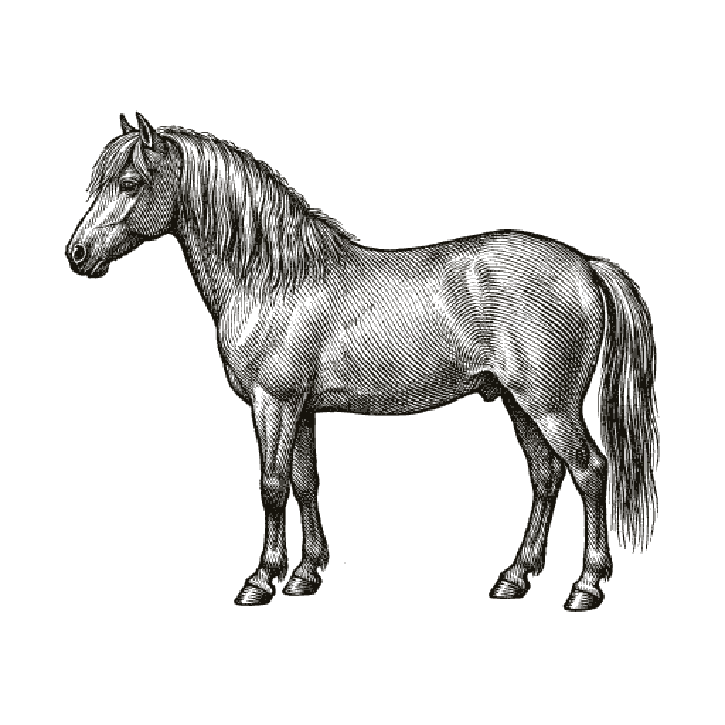 Woodcut of a horse, the animal of the house.