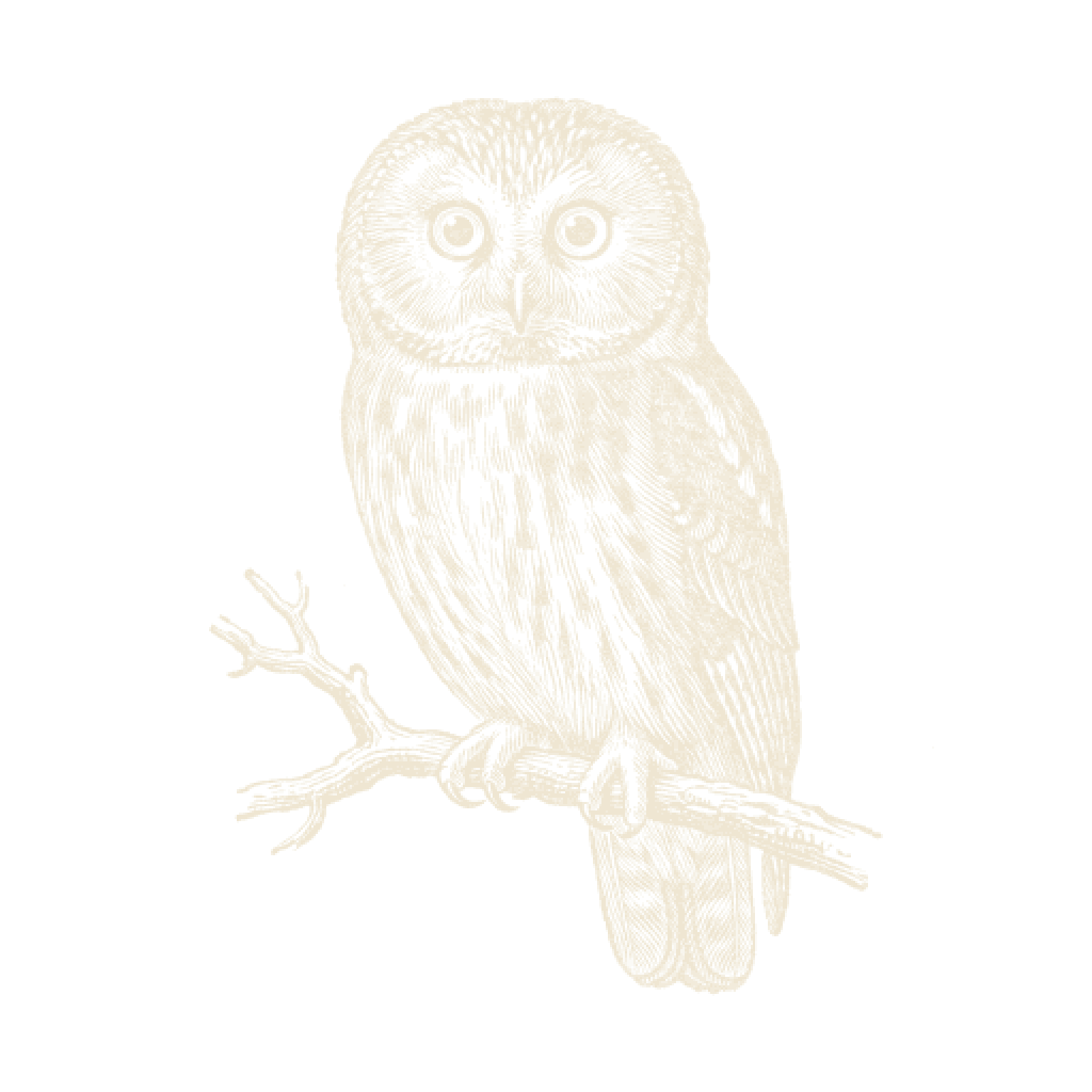 Woodcut of an owl in bone on ink, the Shadow's beast.